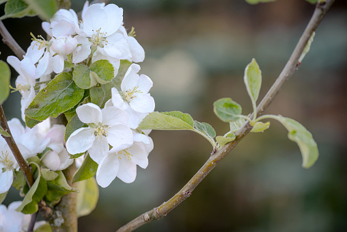 branch with spring flowers