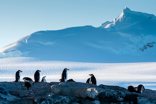 gentoo penguins colony (Pygoscelis papua)  with Antartic landscape Antarctica