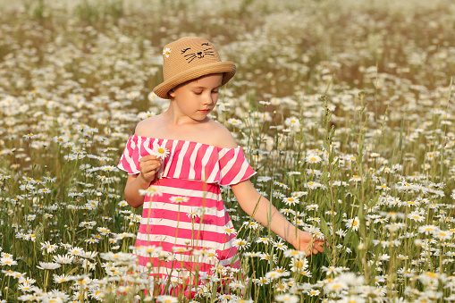 A little girl in a dress and a straw hat stands in the middle of a field of daisies and makes a bouquet or a wreath. The concept of a vacation in the village with my grandmother.