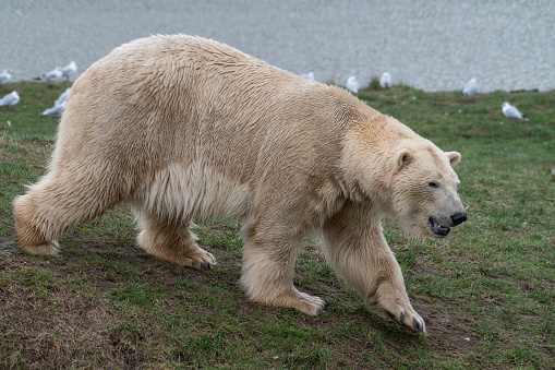 Polar Bear Walking on Grass