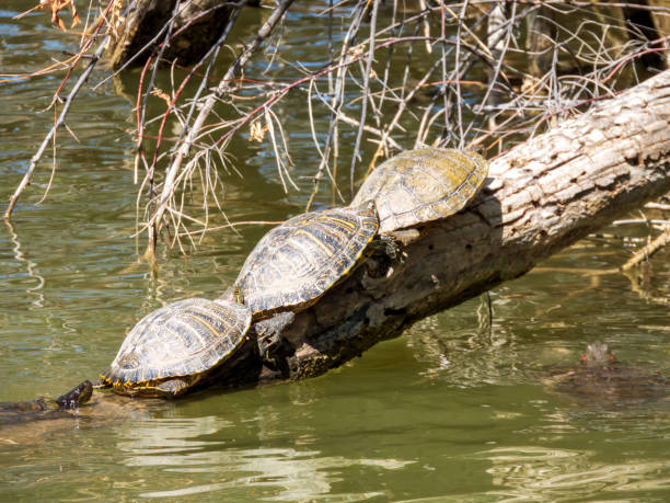 Three Turtles Sunning on a log stock photo