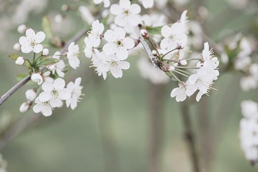 branch of cherry with white flowers in spring during flowering of gardens and collection of spring nectar. Isolated on white.