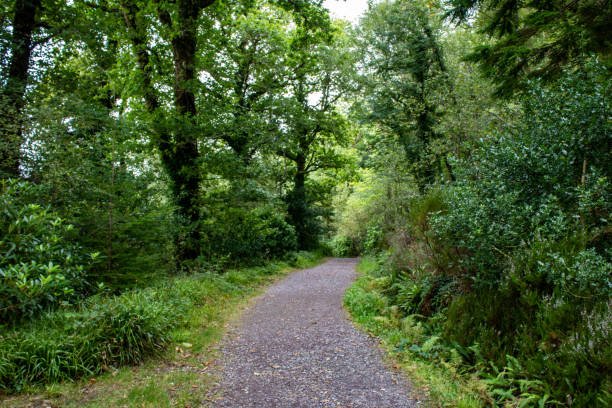 Country road through the West Cork landscape