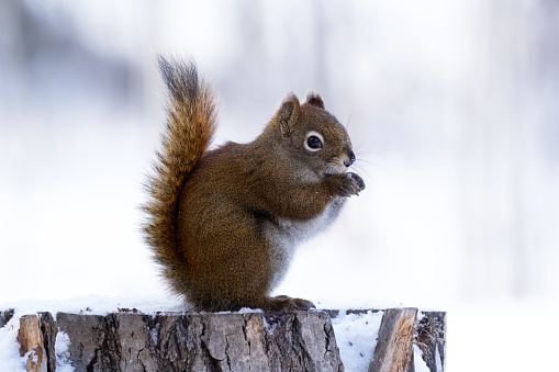 Feeding a cute American red squirrel in cold winter, it's sitting and eating on a stump in the backyard.