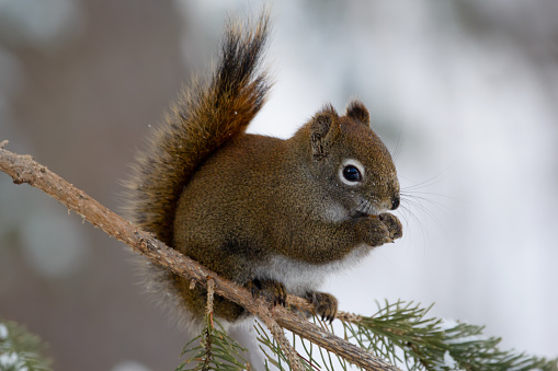 American red squirrel is eating on the fir branch in spring forest.