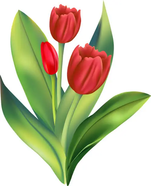 Vector illustration of Red Tulips On A Transparent Background