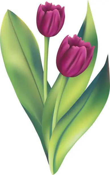 Vector illustration of Purple Tulips On A Transparent Background