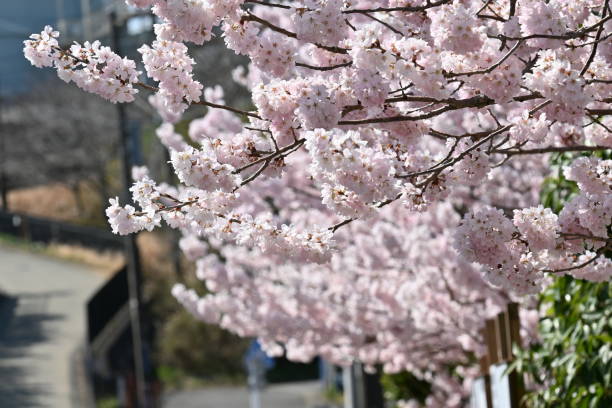 istock Cherry blossoms in full bloom. Scenery of spring in Japan. 1473572420