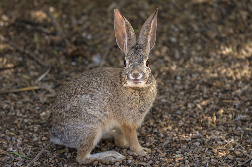 Wild rabbit close up