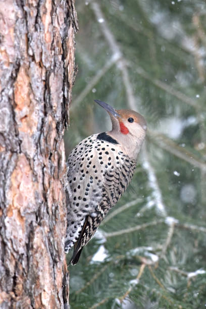 istock Northern Flicker on the side of a tree. 1473573687
