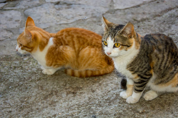 istock Two cats on the street 1473574316