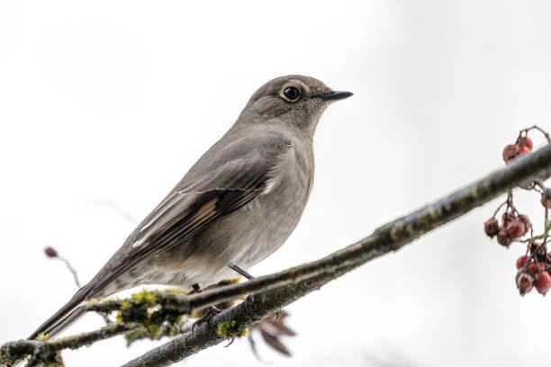 istock Townsend's Solitaire bird perched on a cotoneaster berry tree branch 1473575888
