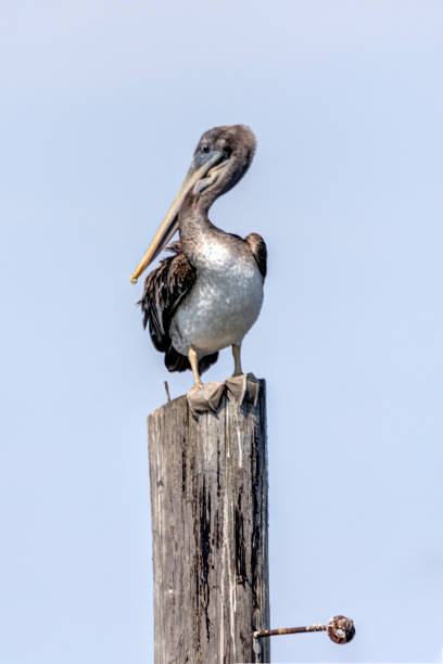 istock juvenile brown pelican perched on a piling, Point Roberts, WA, USA 1473575905