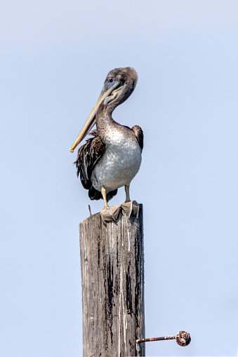 juvenile brown pelican perched on a piling, Point Roberts, WA, USA