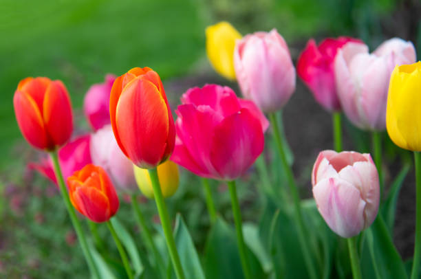 Beautiful Spring Tulips-Howard County, Indiana