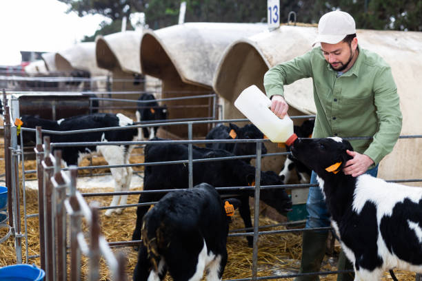 istock Portrait of man farm worker feeding calf 1473576191