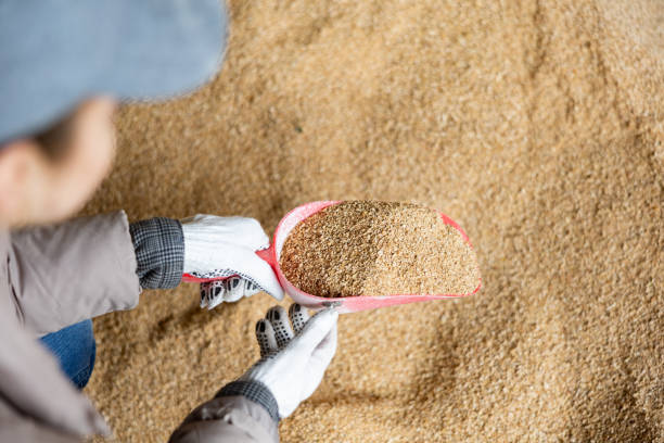 Woman farmer checking quality of soybean hulls Positive female farm worker holding scoop with soybean hulls, natural cattle feed, at farm storage cowshed stock pictures, royalty-free photos & images