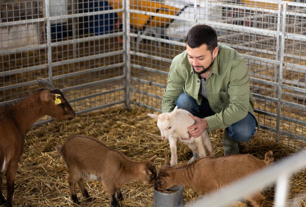 Young bearded farmer petting baby goats in stall