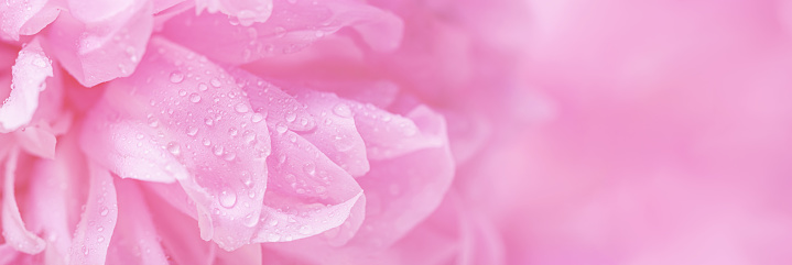 Аbstract romance background with delicate pink peonies flowers, close-up. Romantic banner with free copy space for text