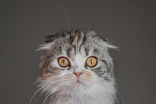Scottish Fold kitty looking at the camera and making her signature face. studio type shot