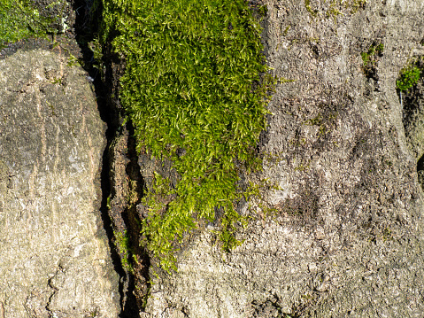 Bright green soft moss. moss on a tree trunk. Close-up of the surface of a tree. Background from natural elements. Old thick bark