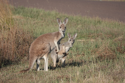 Feeding on grass at sunset