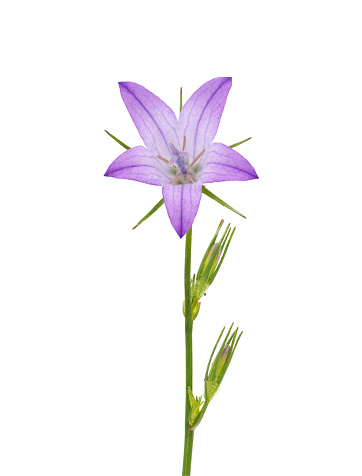 Campanula rapunculus, common name rampion bellflower, rampion, rover bellflower, or rapunzel, is a species of bellflower in the family Campanulaceae.