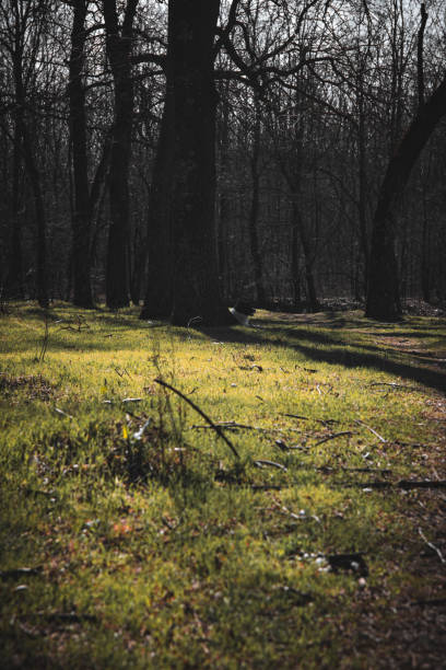 istock forest trees and dog in the background 1473582913