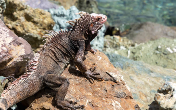 istock iguana sunning itself on the rocks 1473583541