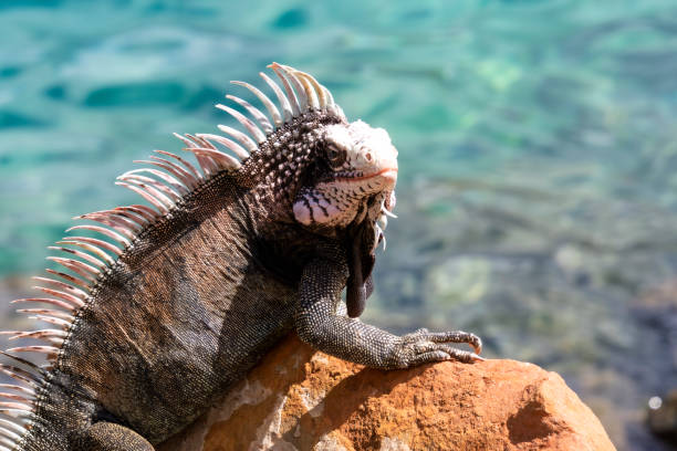 istock iguana sunning itself on the rocks 1473583556