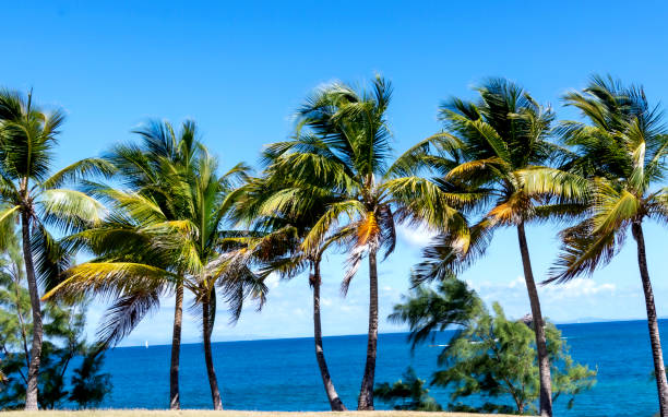 istock palm trees on St. Lucia 1473583811