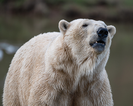 Polar Bear Close Up Front View