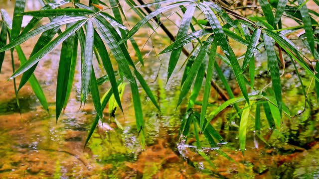 Bamboo leaves with small river