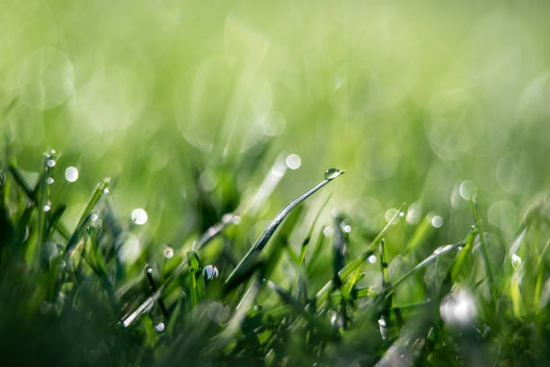 istock early morning grass dew on back yard lawn 1473591093