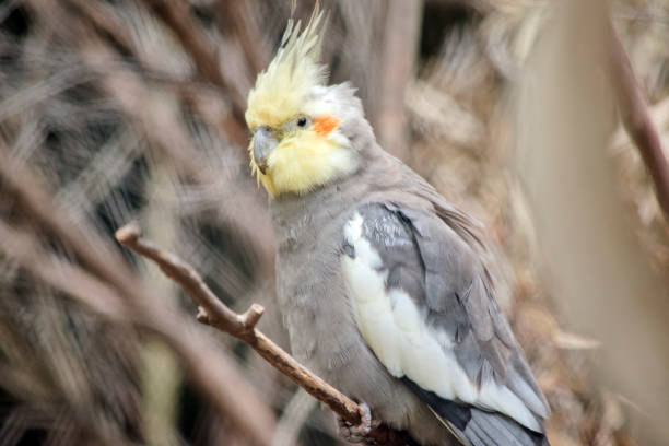 istock the cockatiel is perched on a bush 1473591161