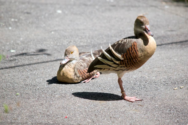 istock the two plumbed whistling ducks are resting on the footpath 1473592028