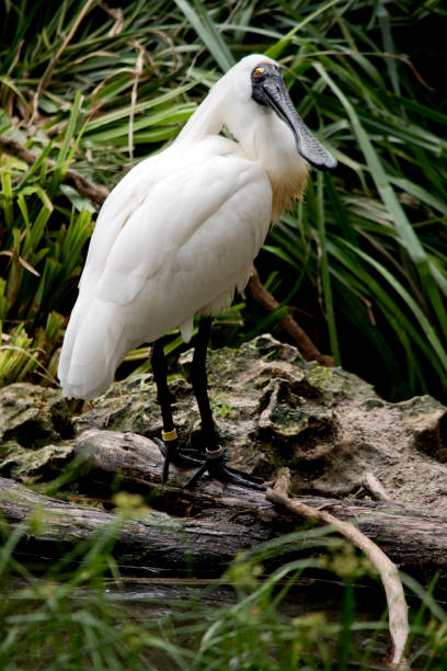 istock the royal spoonbill is resting on a tree branch 1473592318