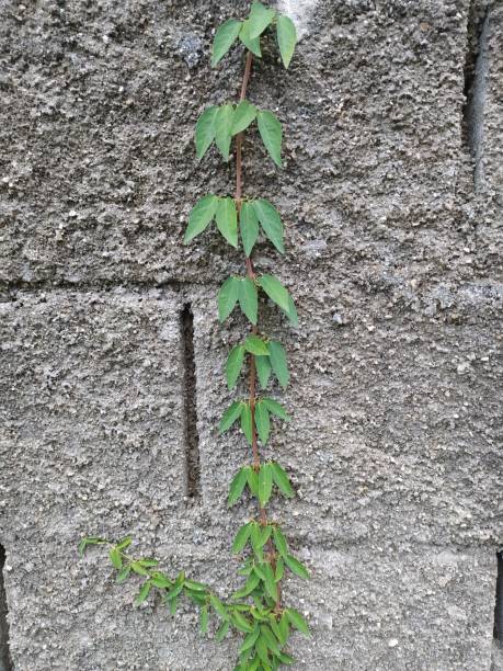 istock Concrete bricks touched by vine growing on the walls 1473592613