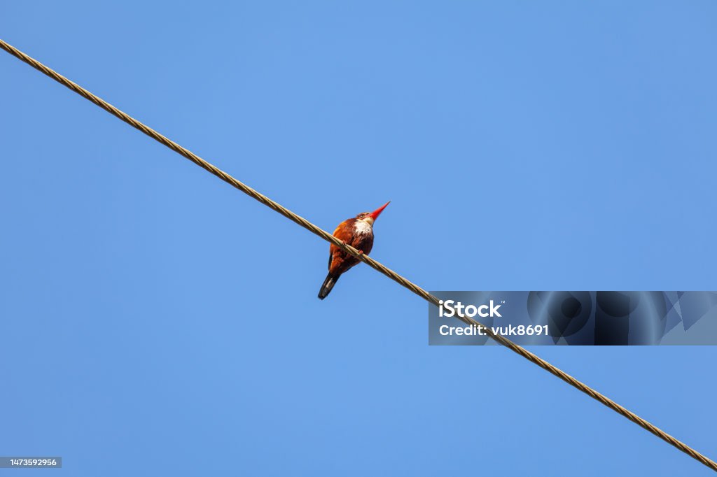Kingfisher Kingfishers or Alcedinidae are a family of small to medium-sized, brightly colored birds in the order Coraciiformes Cable Stock Photo