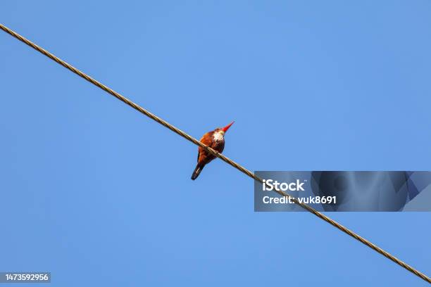 Kingfisher Stock Photo - Download Image Now - Cable, Bird, In A Row