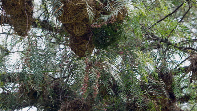 Oriole yellow bird in nest in tree.