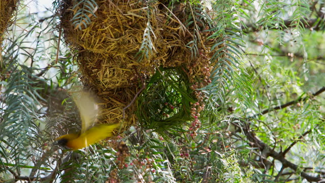 Elegant bird black-headed (Oriolus xanthornus) is a yellow bird.