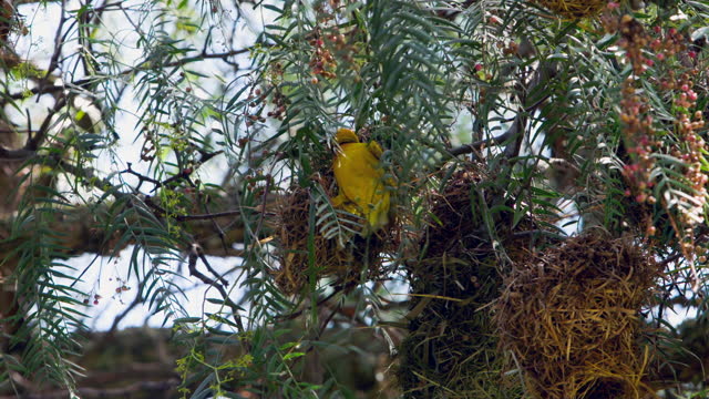 Black-headed oriole is a yellow bird.
