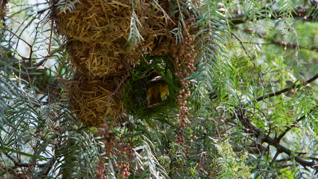 Black-headed oriole in nest in tree.