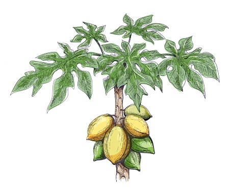 Papaya tree color sketch. Papayas plant branch with green leaves and yellow fruits colour vector hand drawn image isolated on white background