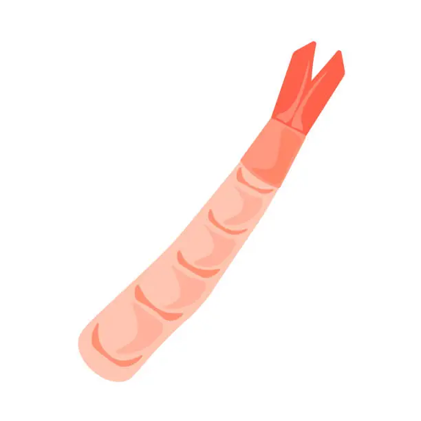 Vector illustration of Shrimp.