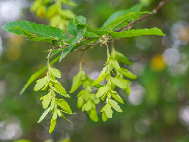 1,000+ Free Hop Hornbeam & Hornbeam Images - Pixabay