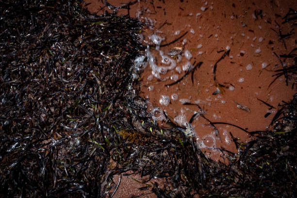 Seaweed at the orange beach in Ardrossan stock photo