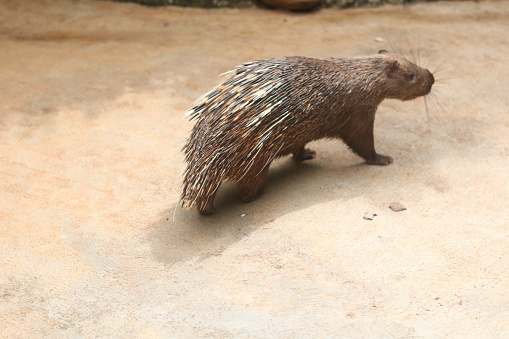 Porcupine animal standing in the garden