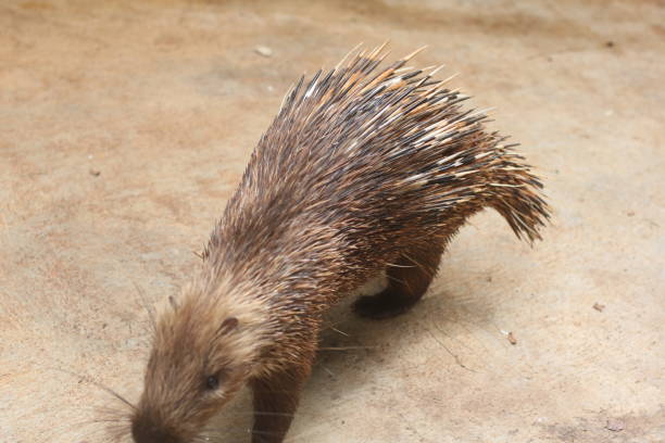 istock Porcupine animal 1473598483